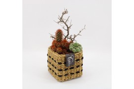 Arrangementen cactus CTCR-2528 Cactus Essentials 2 pp