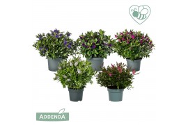 Hebe addenda mix donna mixlaag groen
