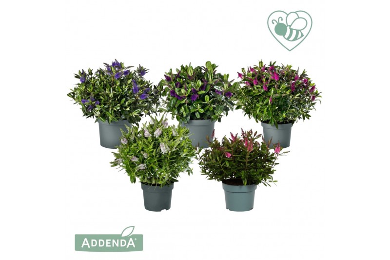 Hebe addenda mix donna mixlaag groen 
