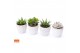Succulenten mix SuPure® - in Riga 