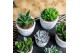 Succulenten mix SuPure® - in Riga 