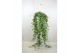 Hedera pittsburgh helix 20pp - 90-100cm Rank - Hangpot XXL 