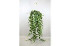 Hedera pittsburgh helix 20pp - 90-100cm Rank - Hangpot XXL