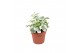 Hedera helix white wonder 6pp - 5-8cm Rank 