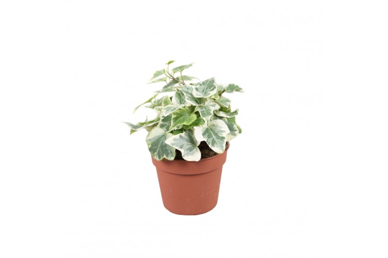 Hedera helix white wonder 6pp - 5-8cm Rank 