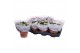 Kalanchoe blossfeldiana rosalina don cedro 