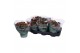 Kalanchoe blossfeldiana rosalina don justino rood 