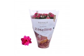 Kalanchoe rosalina don geraldo