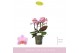 Phalaenopsis multiflora roze 3-5 tak 