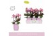 Phalaenopsis multiflora boquetto romantico 3-5 tak in lilac molise aqu 