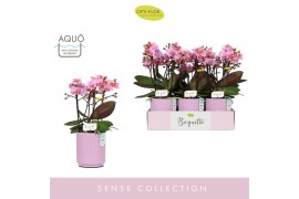 Phalaenopsis multiflora boquetto romantico 3-5 tak in lilac molise aqu