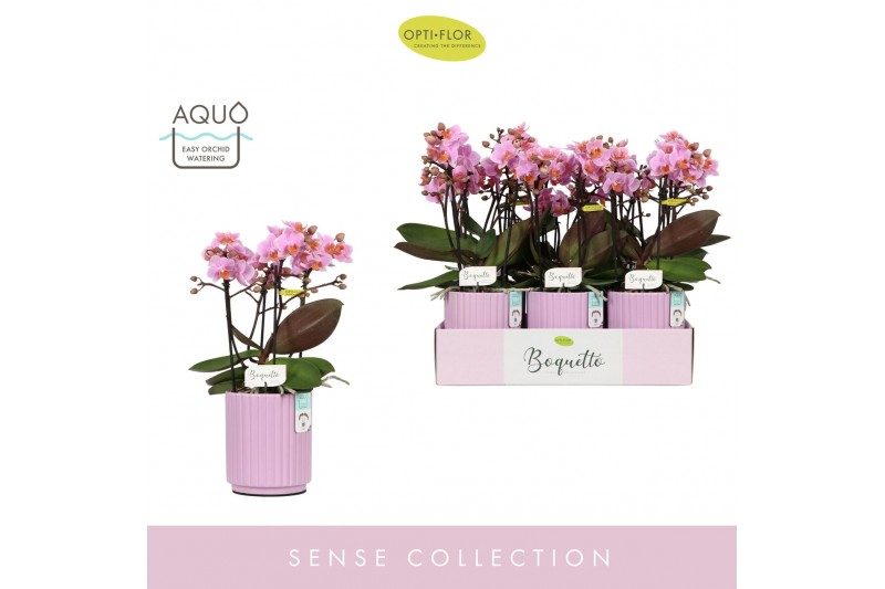 Phalaenopsis multiflora boquetto romantico 3-5 tak in lilac molise aqu 