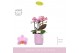 Phalaenopsis multiflora boquetto romantico 3-5 tak in lilac molise aqu 