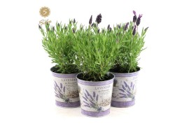 Lavandula stoechas anouk in zinc lavender
