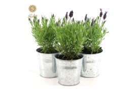 Lavandula stoechas anouk in zinc old-look
