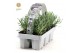 Lavandula angustifolia white 6-pack 