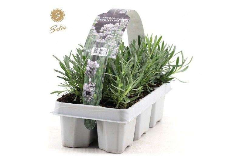 Lavandula angustifolia white 6-pack 