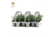 Lavandula angustifolia white 6-pack 