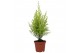 Cupressus macr. goldcrest wilma 