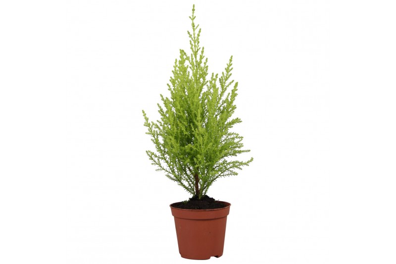 Cupressus macr. goldcrest wilma 