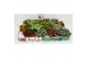 Sedum overig Sedum 