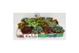 Sedum overig Sedum