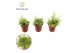 Nephrolepis exaltata green fantasy recht 