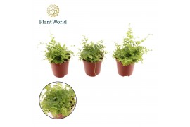 Nephrolepis exaltata green fantasy recht