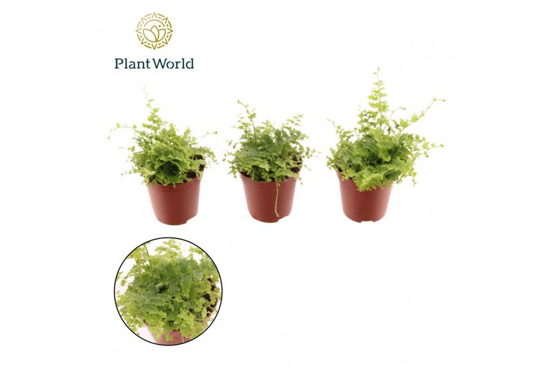Nephrolepis exaltata green fantasy recht 