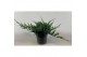 Juniperus horizontalis blue chip 