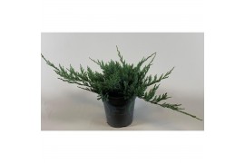 Juniperus horizontalis blue chip
