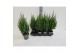 Juniperus chinensis stricta 