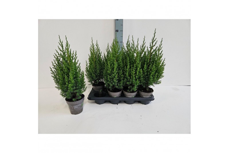 Juniperus chinensis stricta 