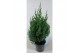 Juniperus chinensis stricta 