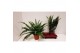 Nephrolepis exaltata green lady 