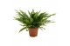 Nephrolepis exaltata green lady 