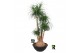 Beaucarnea recurvata vertakt 