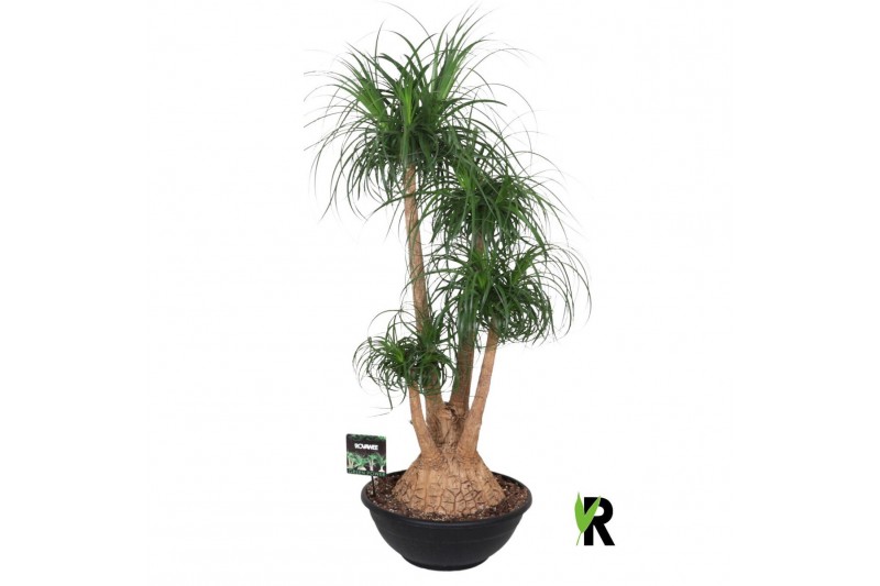Beaucarnea recurvata vertakt 