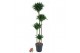 Dracaena fragr. compacta 120-90-60-30 