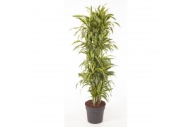 Dracaena fragr. der. lemon lime vertakt