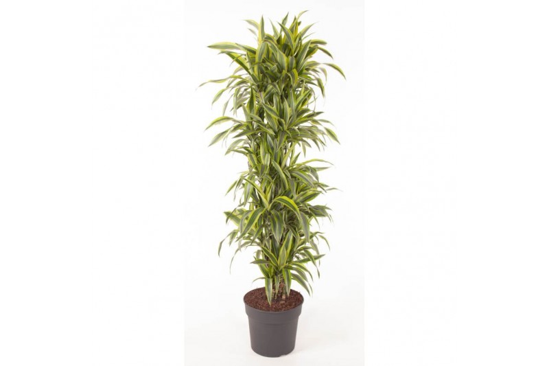 Dracaena fragr. der. lemon lime vertakt 