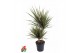 Dracaena marg. bicolor 30-15 