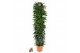 Ficus zuil 