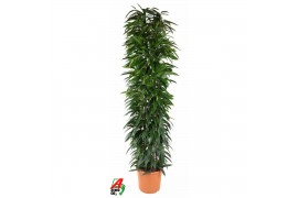 Ficus zuil