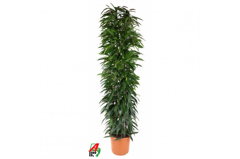 Ficus zuil 