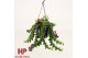 Aeschynanthus twister xl hp 