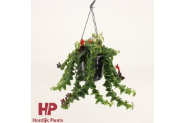 Aeschynanthus twister xl hp