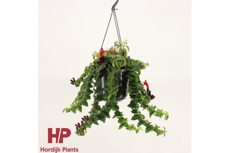 Aeschynanthus twister xl hp 