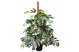 Monstera mosstok blad op 140cm