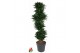 Dracaena fragr. compacta vertakt 